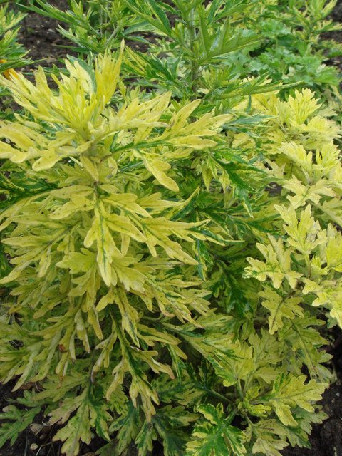 Artemisia vulgaris 'Oriental Lime' feuille